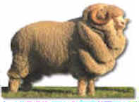 A Merino ram