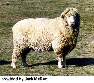 A Targee ram