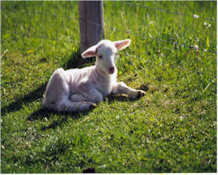 Lamb in green grass. Click to enlarge.