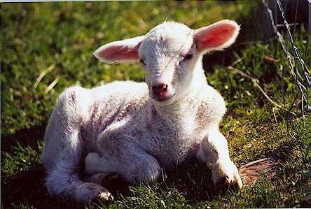 Lamb soaking up the sunshine